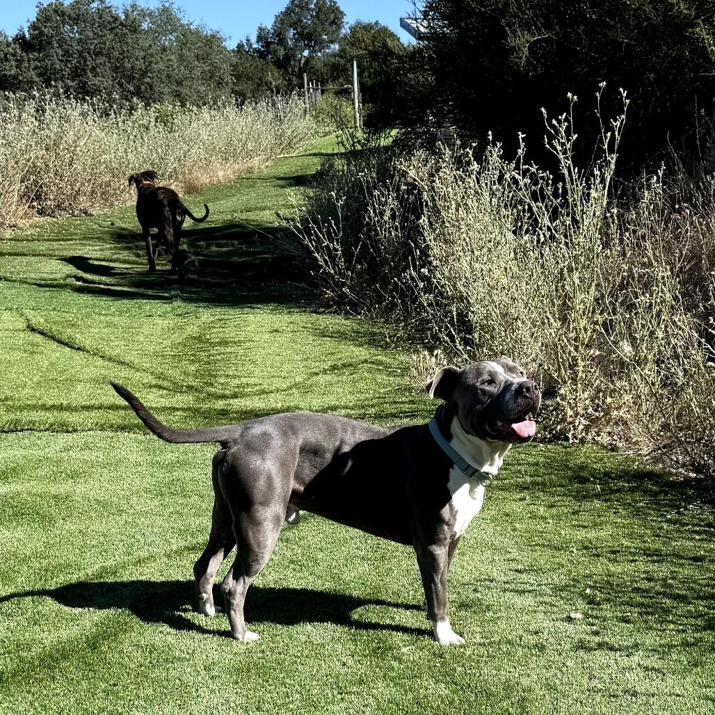Enlarge Murphy, a Adoptable American Staffordshire Terrier in Creston, CA image 3/6
