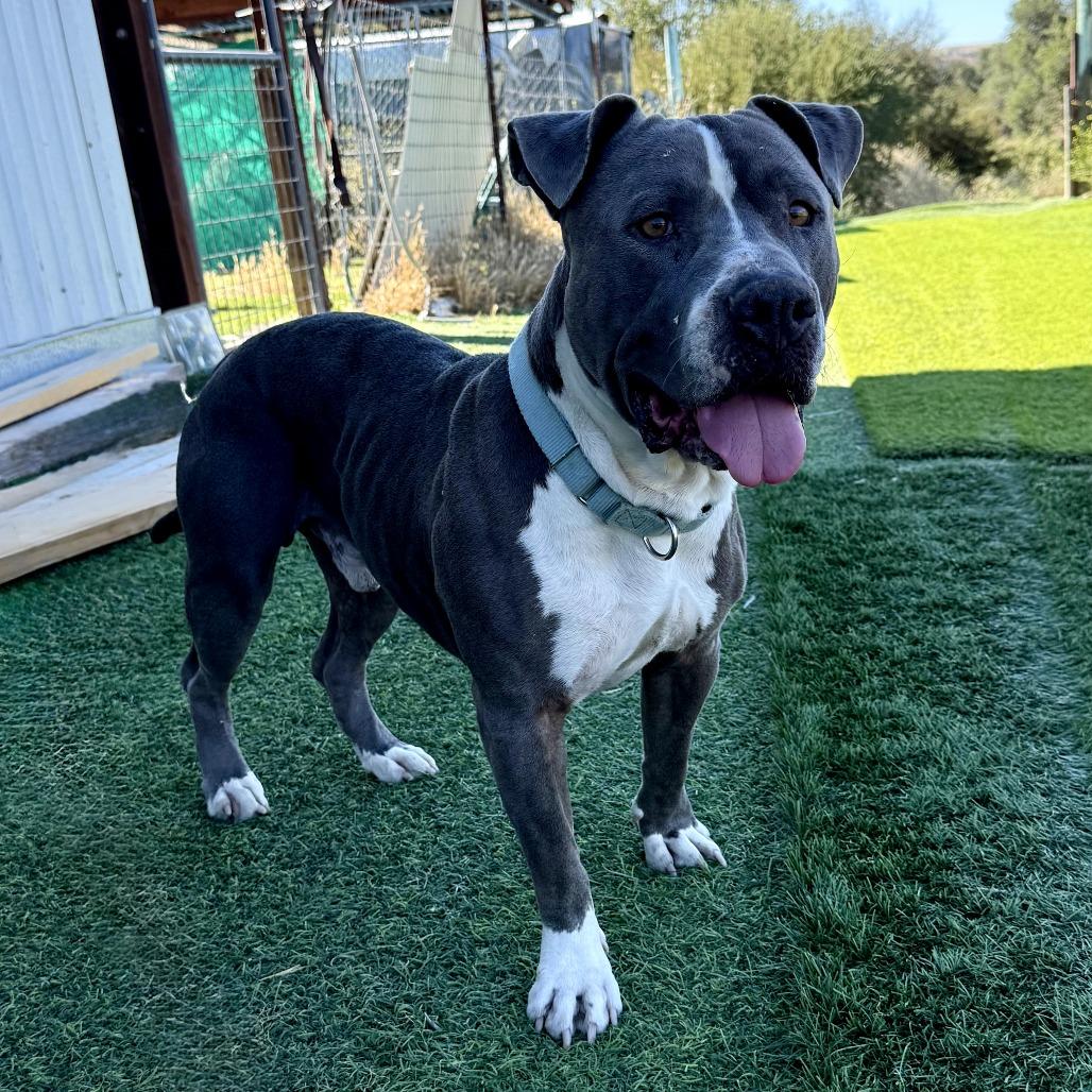Enlarge Murphy, a Adoptable American Staffordshire Terrier in Creston, CA image 5/6