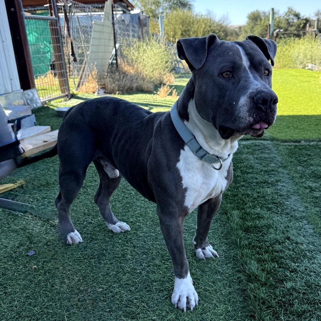 Enlarge Murphy, a Adoptable American Staffordshire Terrier in Creston, CA image 6/6