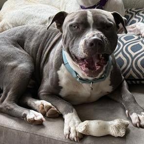 Enlarge Murphy, a Adoptable American Staffordshire Terrier in Creston, CA image 4/6