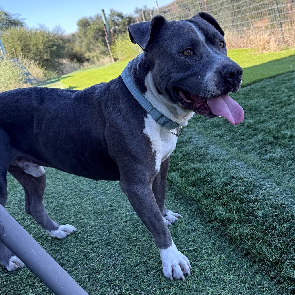 Murphy, Adoptable, Adult Male American Staffordshire Terrier.
