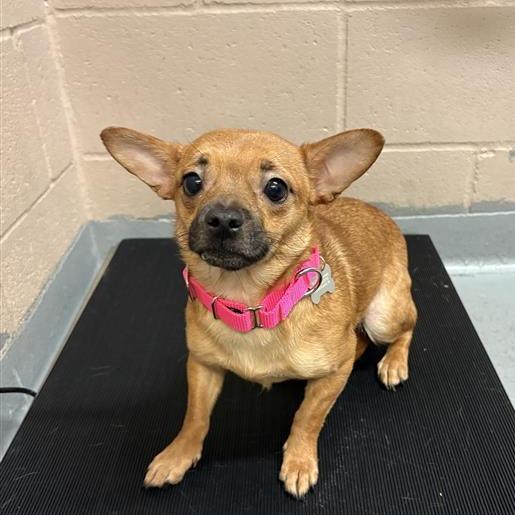 Big Girl, Adoptable, Young Female Chihuahua & Terrier.