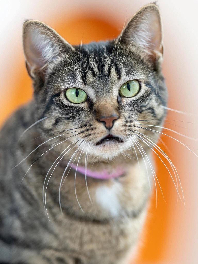 Enlarge Snickers, a Adoptable mixed breed in Saint George, UT image 1/3