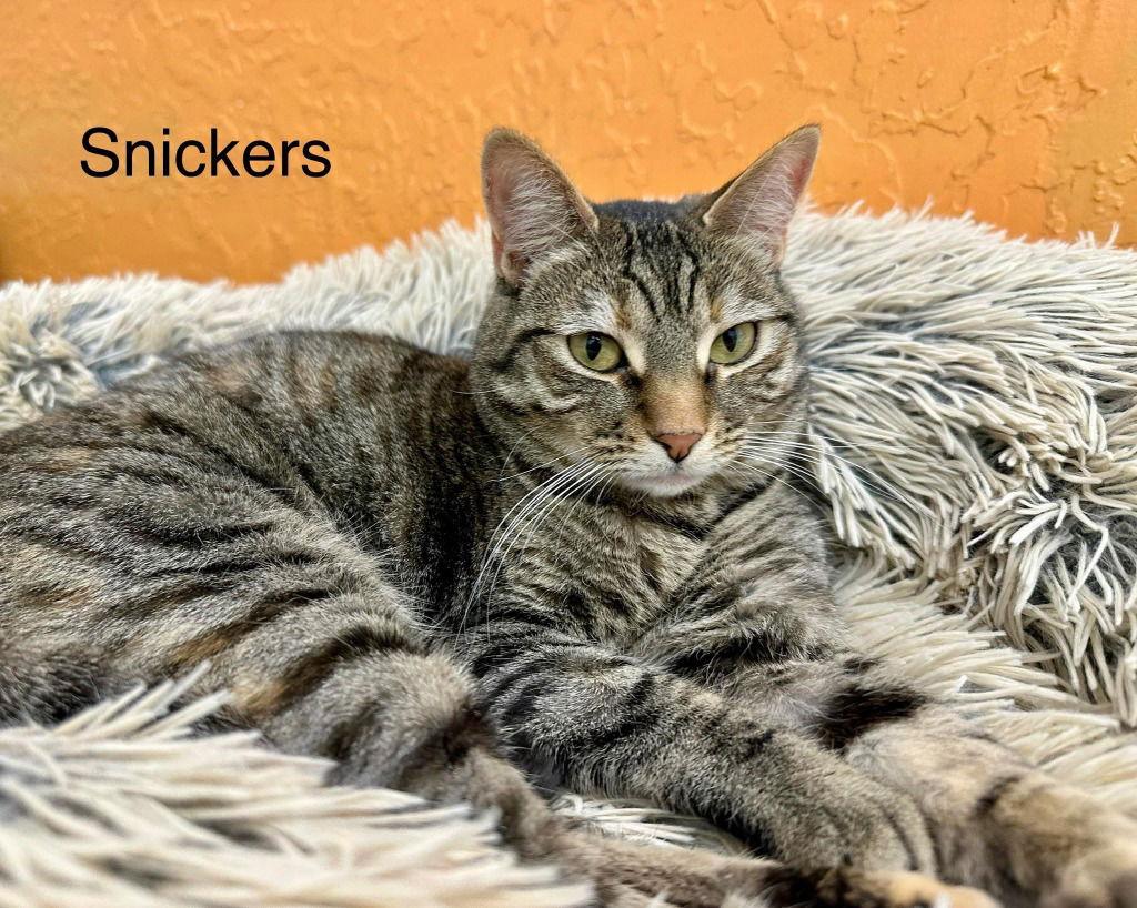 Enlarge Snickers, a Adoptable mixed breed in Saint George, UT image 1/3