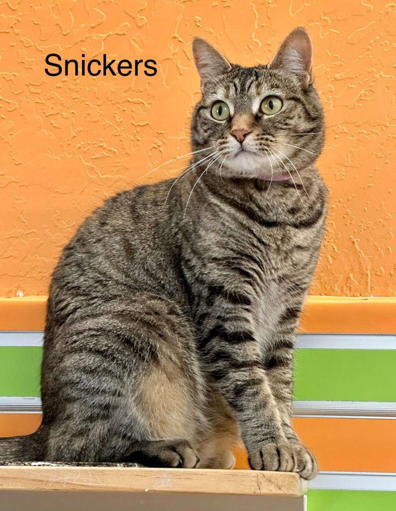 Enlarge Snickers, a Adoptable mixed breed in Saint George, UT image 2/3