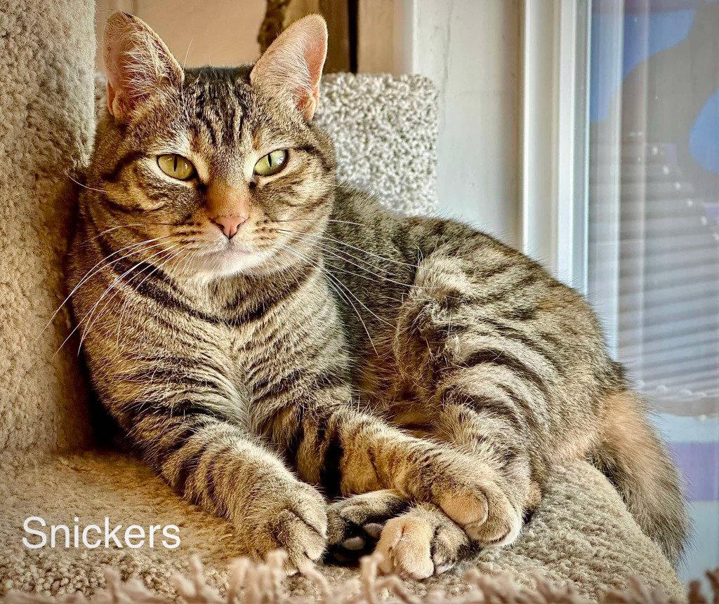 Enlarge Snickers, a Adoptable mixed breed in Saint George, UT image 2/3