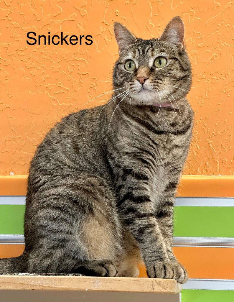 Enlarge Snickers, a Adoptable mixed breed in Saint George, UT image 3/3
