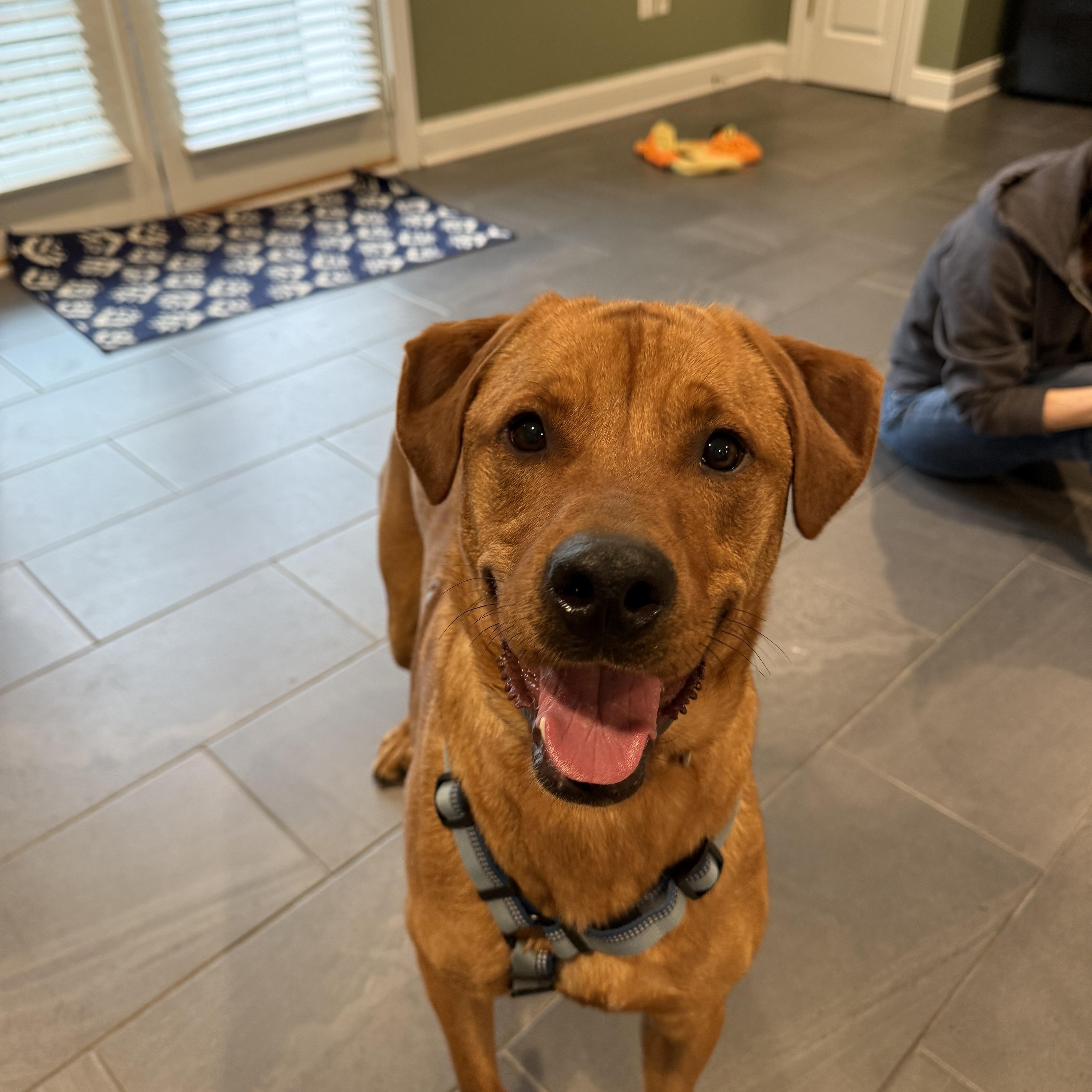 Enlarge Nicholas , a ADOPTABLE mixed breed in Alexandria, VA image 4/4