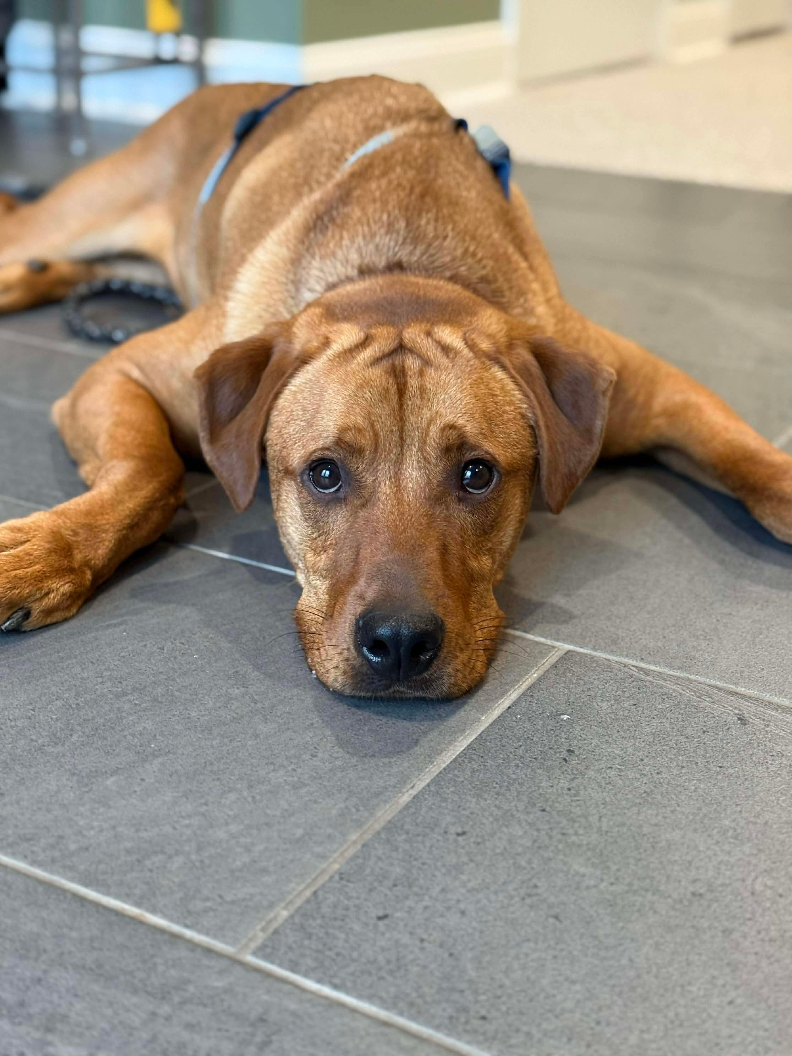 Enlarge Nicholas , a ADOPTABLE mixed breed in Alexandria, VA image 2/4