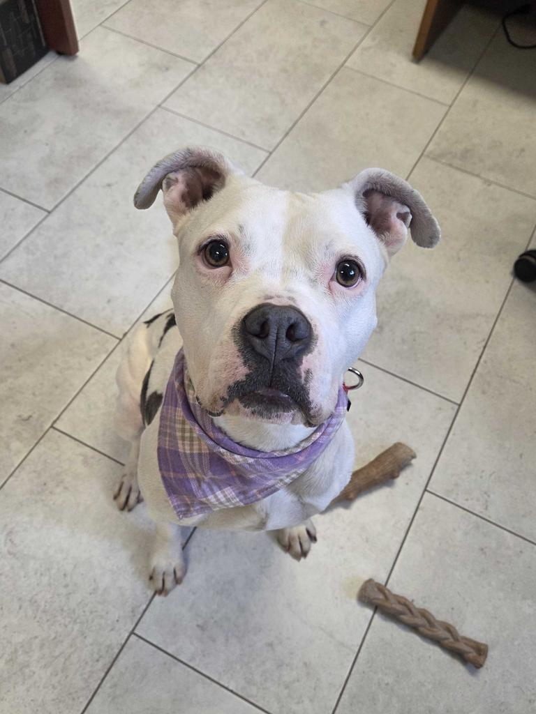 Baby Girl, Adoptable, Young Female American Bulldog.