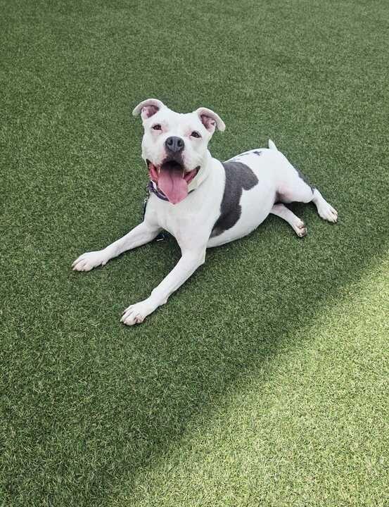 Baby Girl, a Adoptable American Bulldog in New Orleans, LA image 2/6