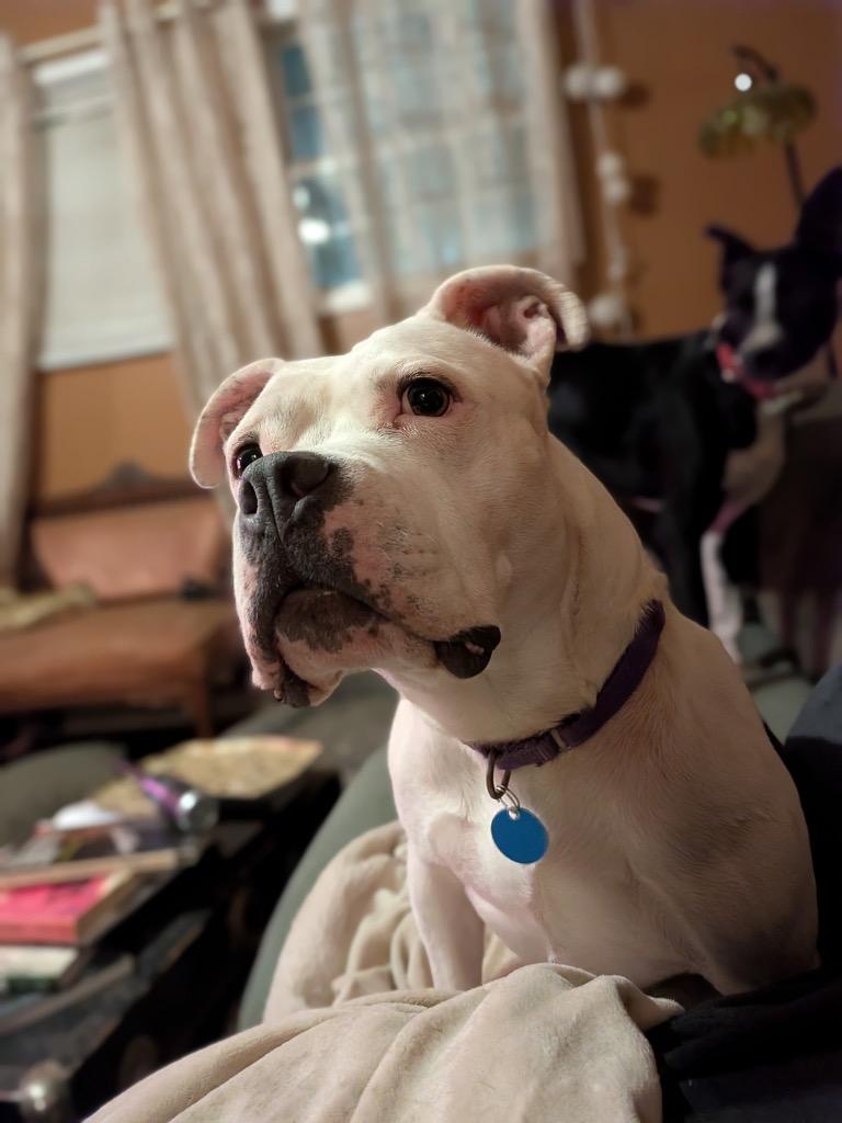Baby Girl (In Foster), Adoptable, Adult Female American Bulldog.