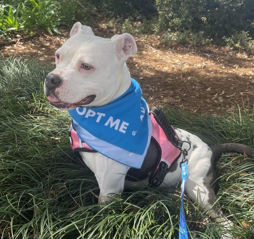 Baby Girl, a Adoptable American Bulldog in New Orleans, LA image 3/6