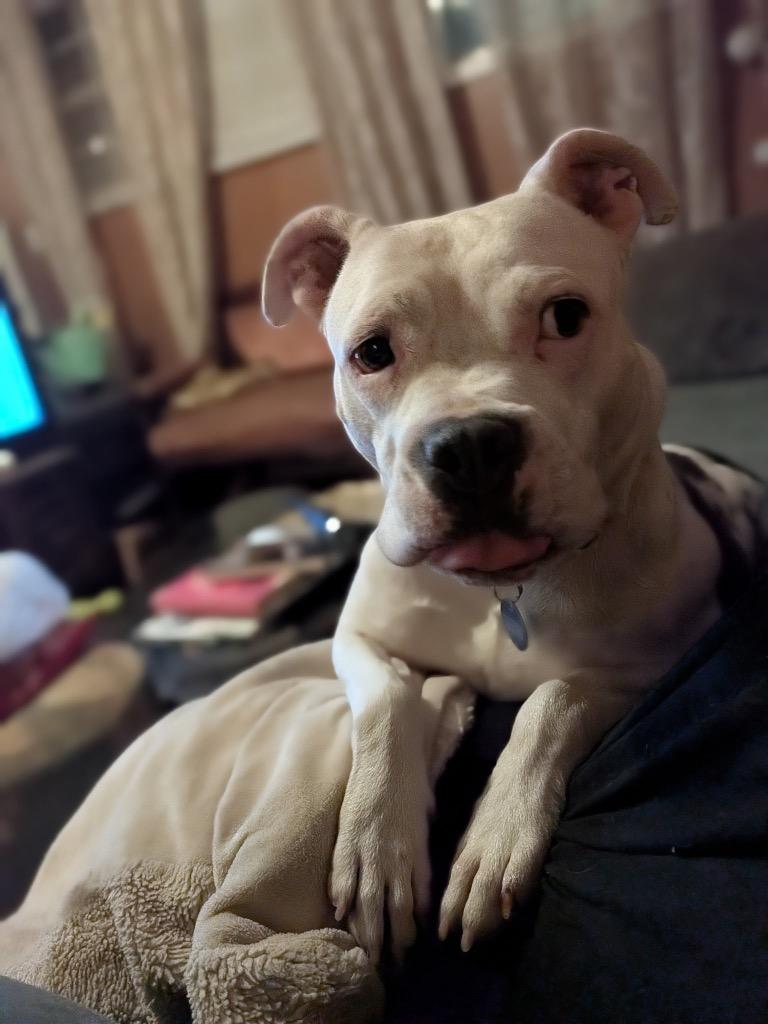 Enlarge Baby Girl (In Foster), a Adoptable American Bulldog in New Orleans, LA image 2/6