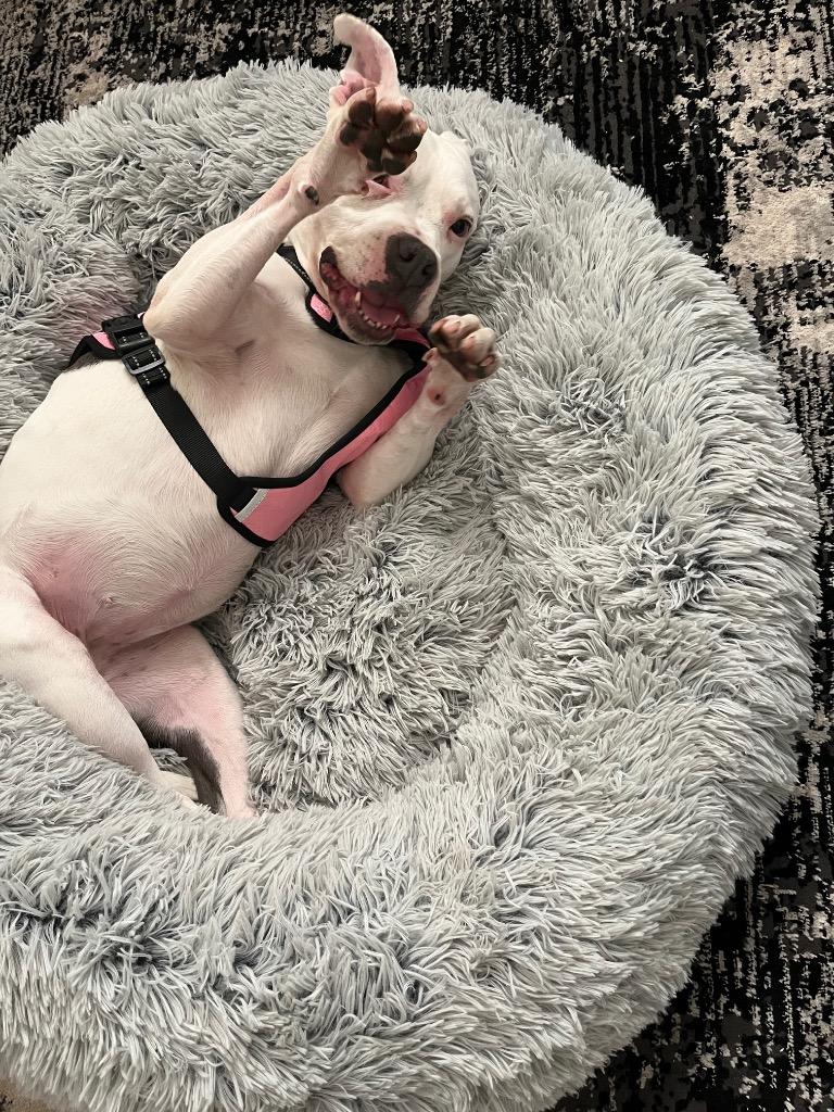 Baby Girl, a Adoptable American Bulldog in New Orleans, LA image 4/6