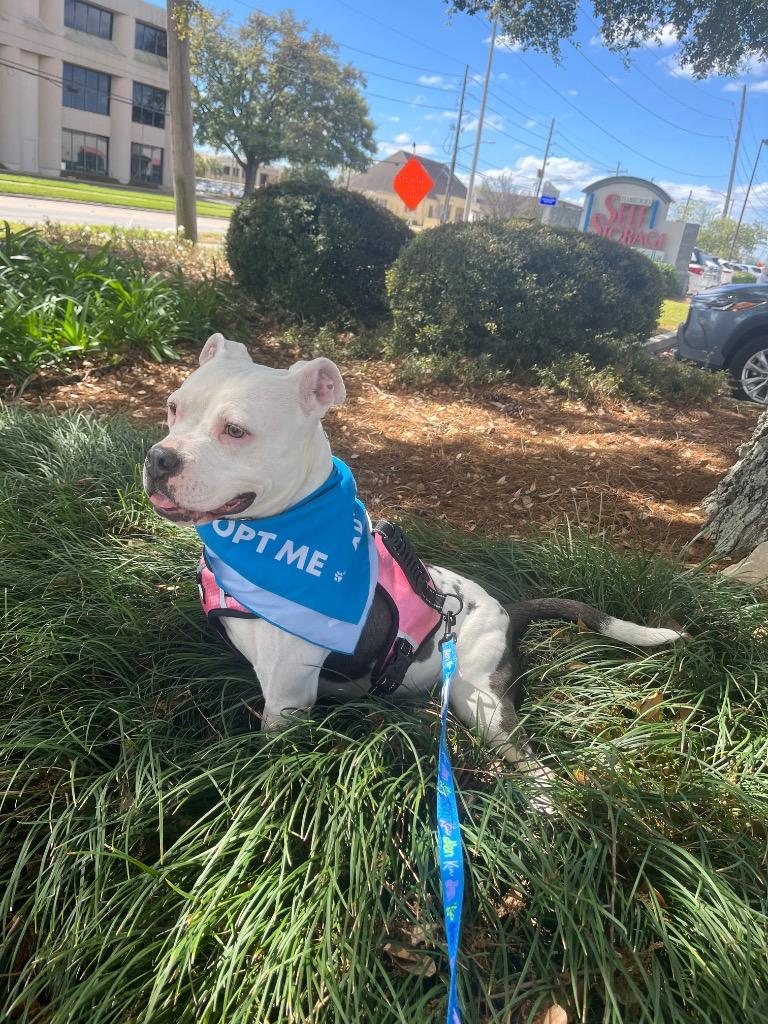 Baby Girl, a Adoptable American Bulldog in New Orleans, LA image 5/6