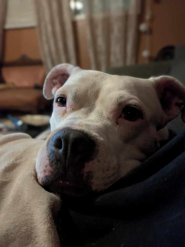 Enlarge Baby Girl (In Foster), a Adoptable American Bulldog in New Orleans, LA image 3/6
