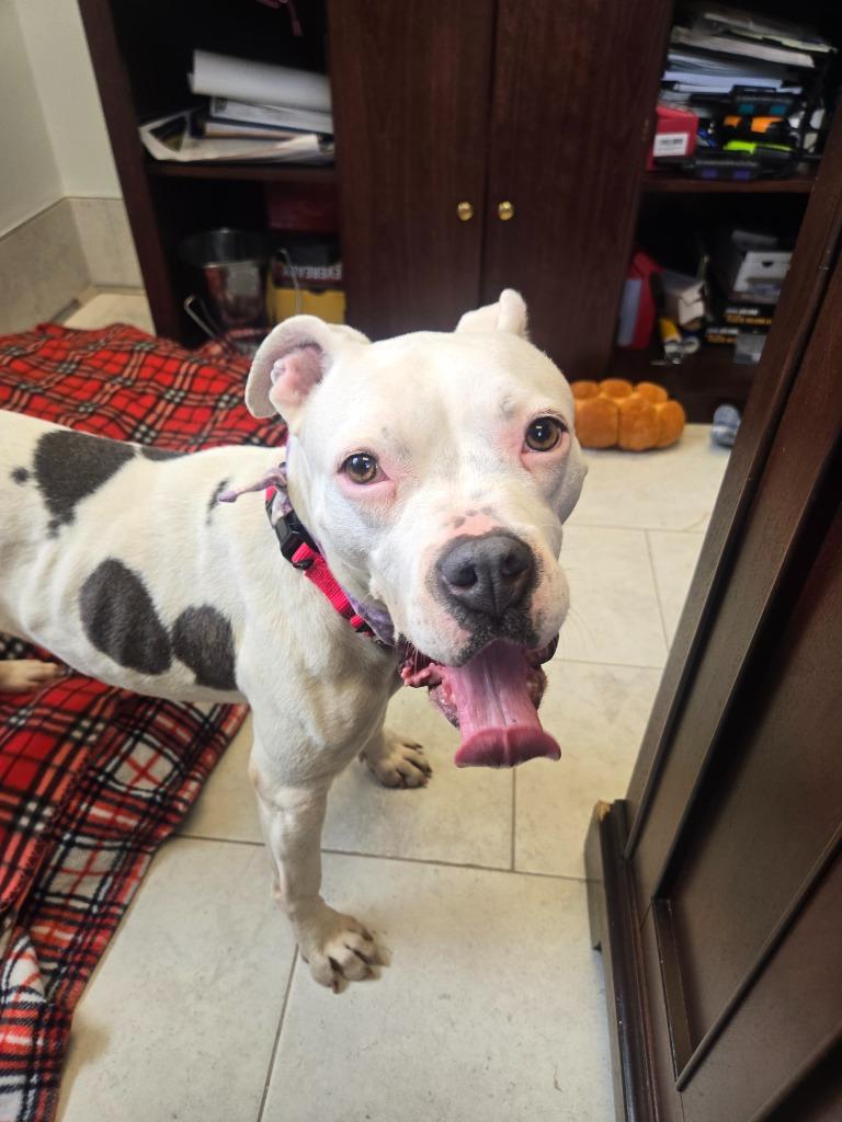 Baby Girl, a Adoptable American Bulldog in New Orleans, LA image 6/6
