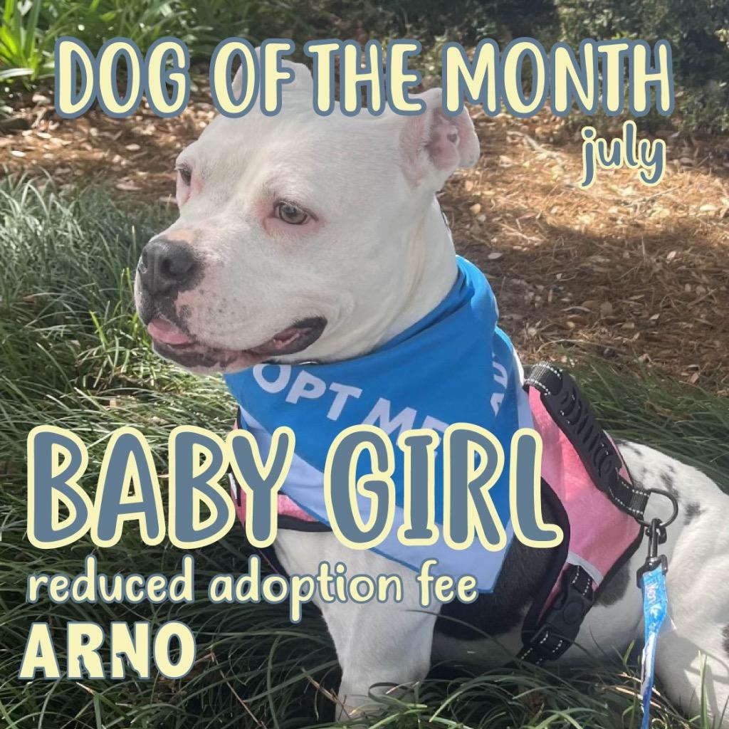 Baby Girl, a Adoptable American Bulldog in New Orleans, LA image 2/6