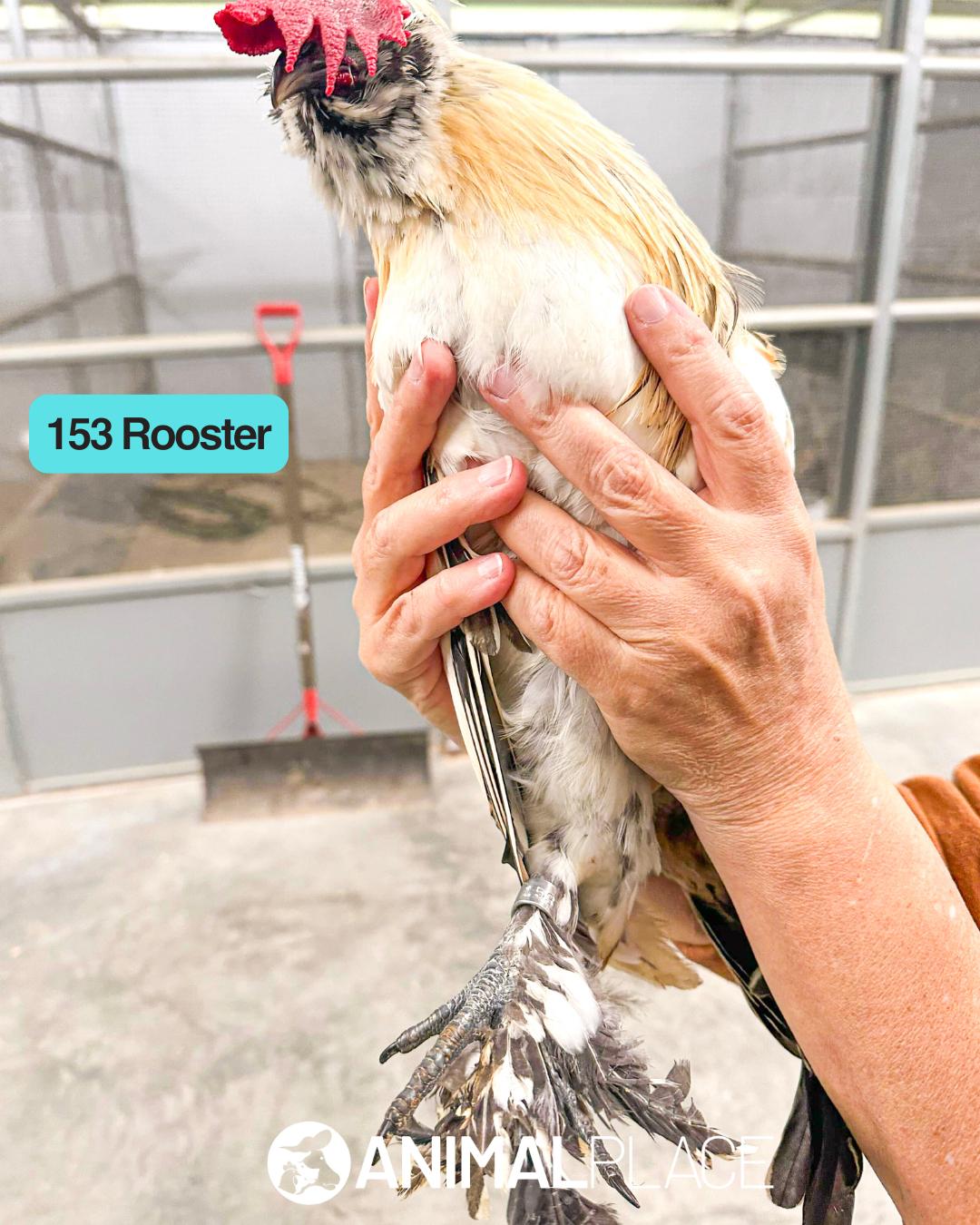 Sambala, Adoptable, Adult Male Chicken.