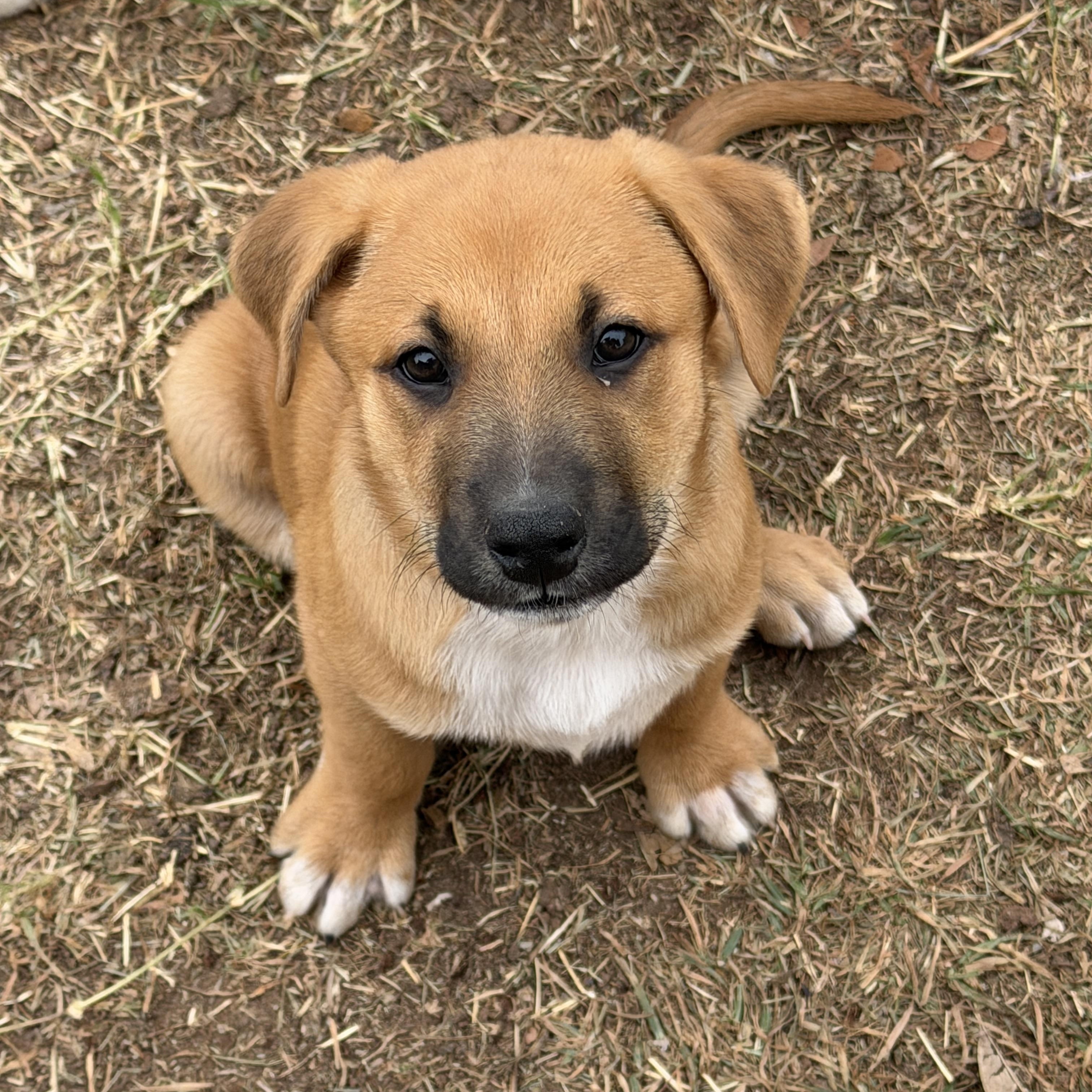 Enlarge Eli, a ADOPTABLE mixed breed in Gilbert, AZ image 2/2