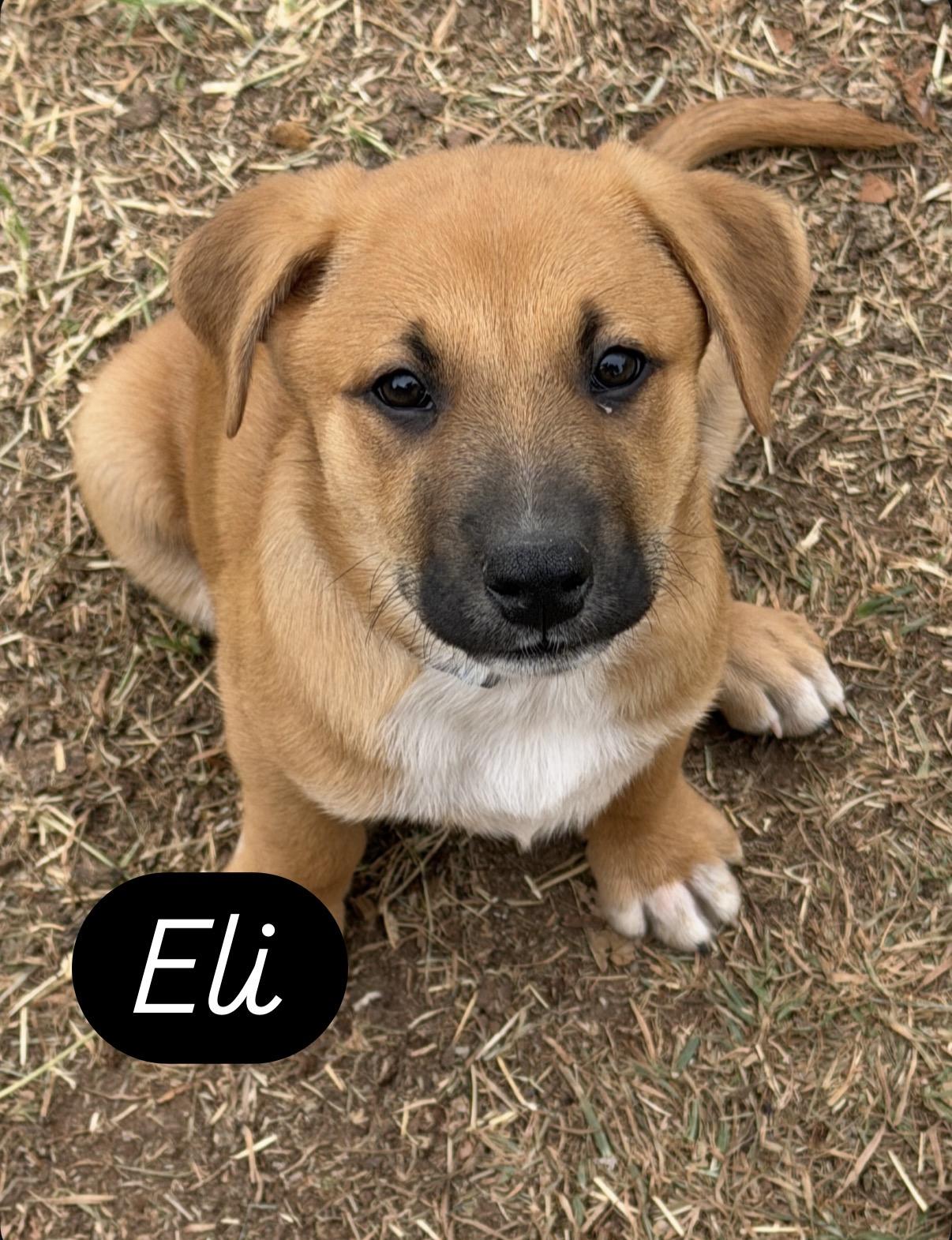 Enlarge Eli, a ADOPTABLE mixed breed in Gilbert, AZ image 1/2