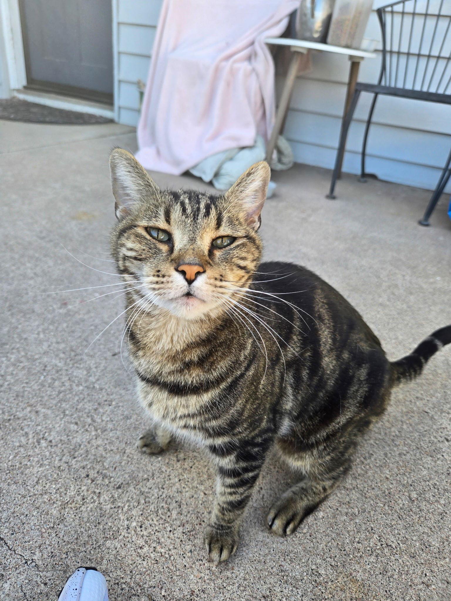 Enlarge Loki, a Adoptable Domestic Short Hair in Scottsdale, AZ image 1/1