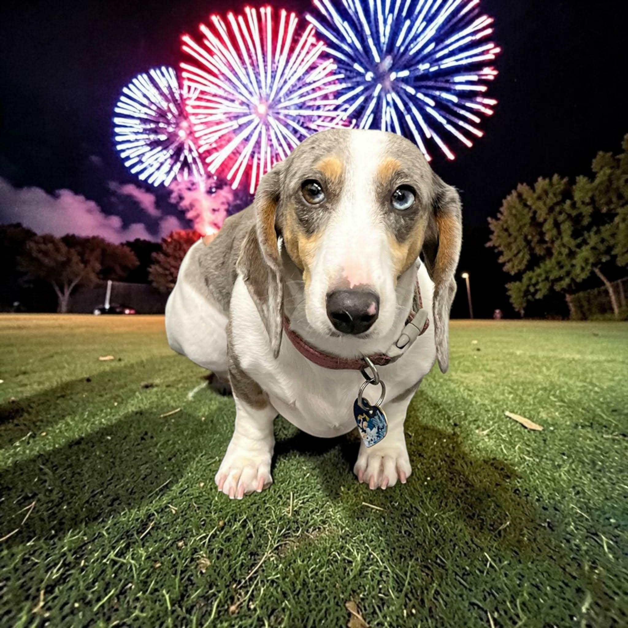 Cinderella, a ADOPTABLE Dachshund in Flagstaff, AZ image 2/2