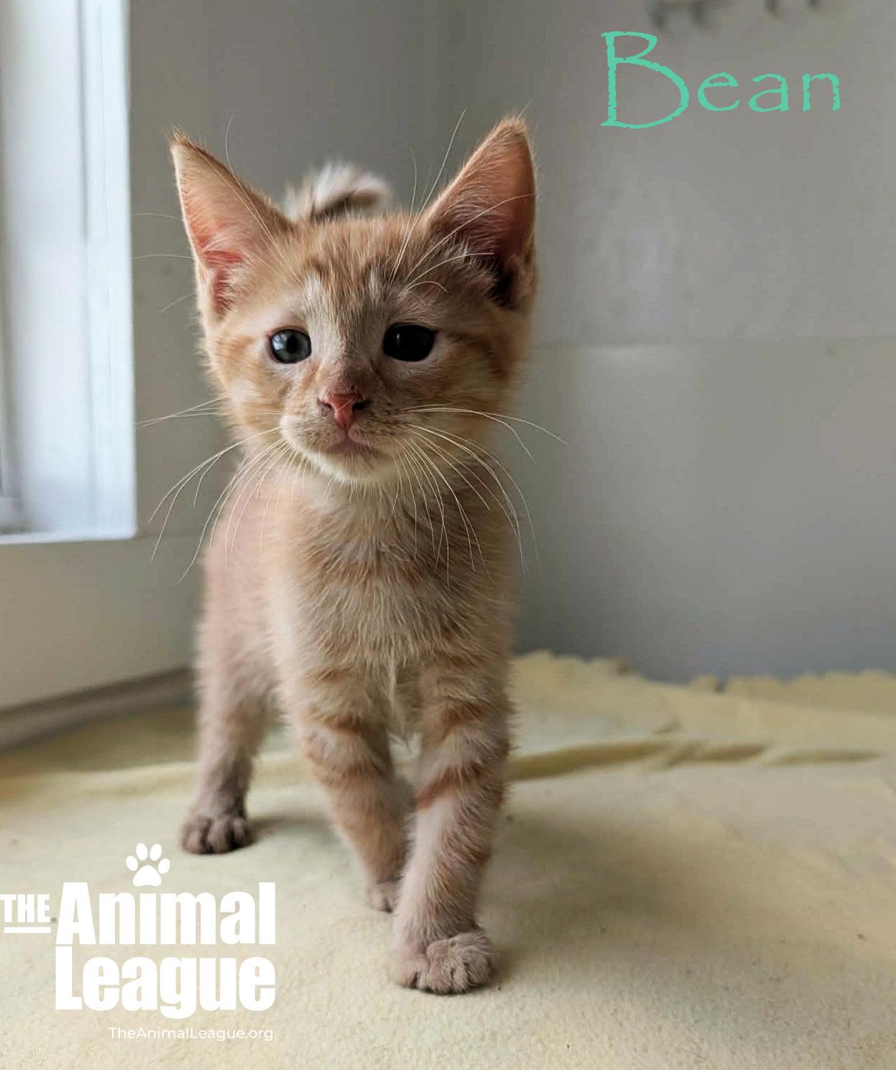 Bean, adopted, Kitten Male Domestic Short Hair.