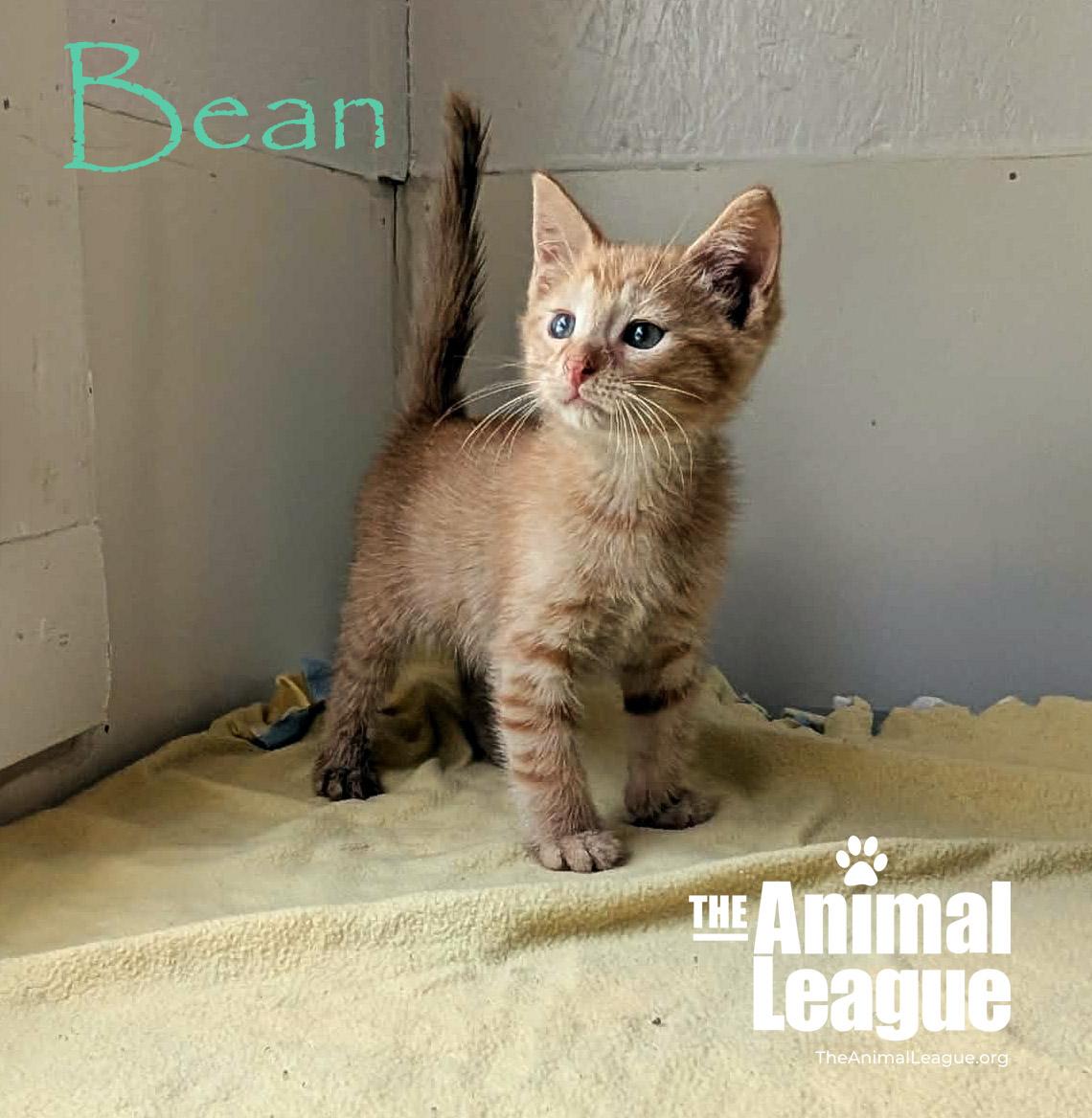 Bean, an adopted mixed breed in Groveland, FL image 5/5