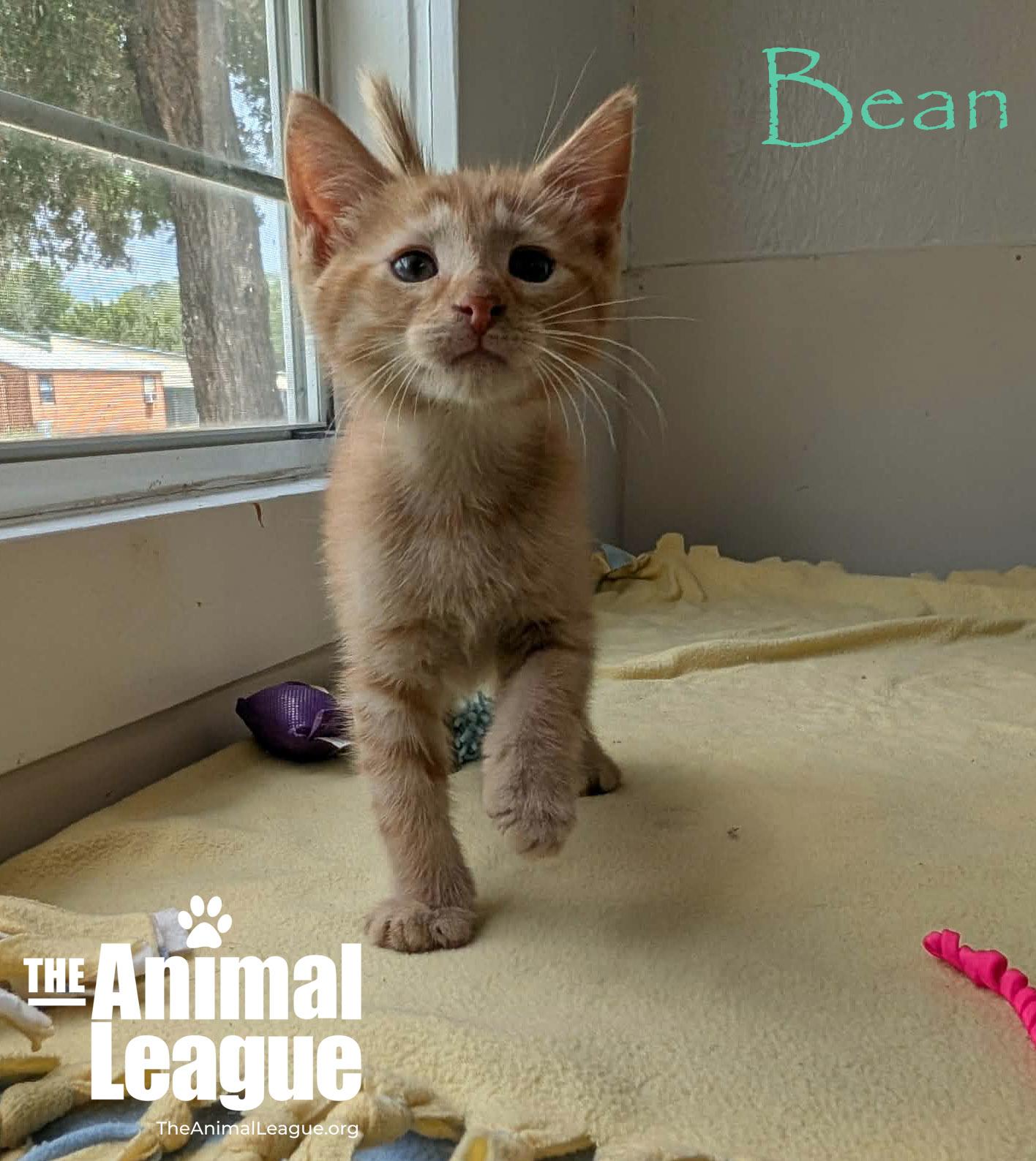 Bean, an adopted mixed breed in Groveland, FL image 3/5