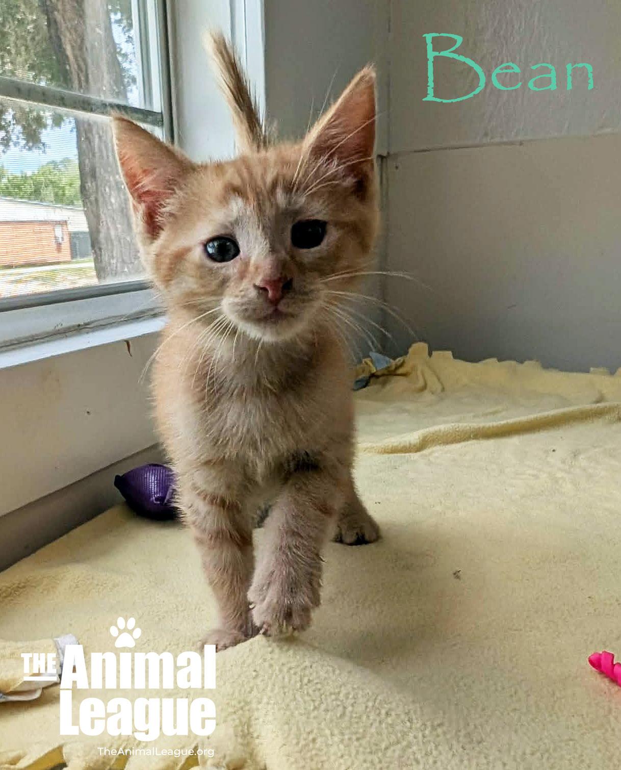 Bean, an adopted mixed breed in Groveland, FL image 4/5