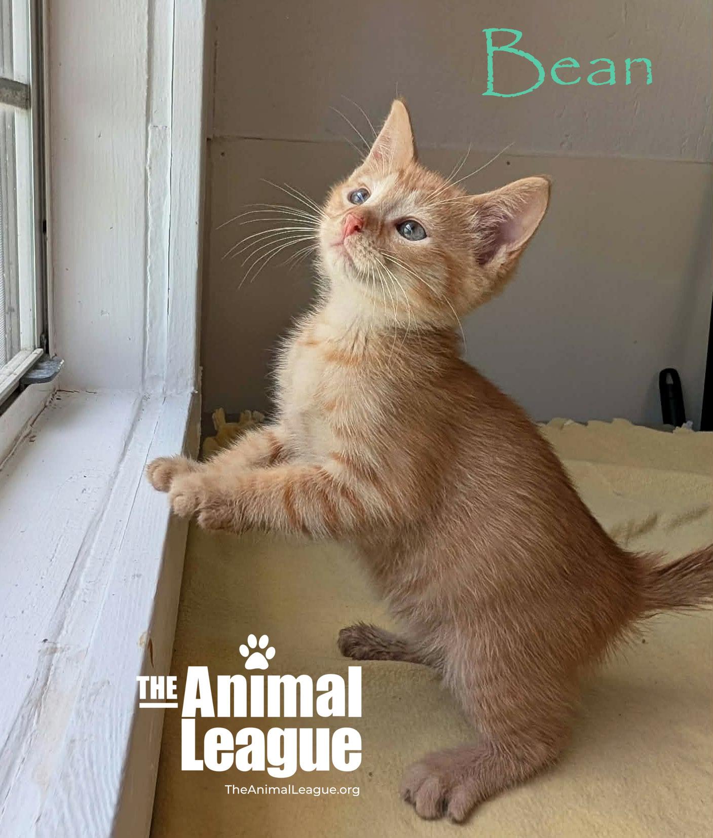 Bean, an adopted mixed breed in Groveland, FL image 2/5