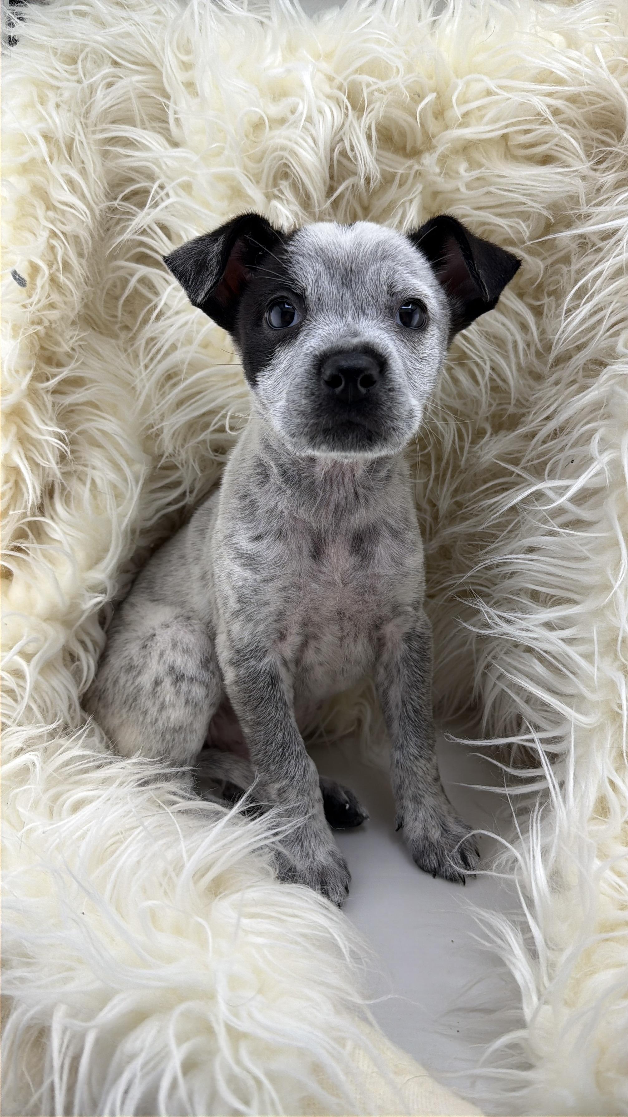 Construction Pup: Digger, Adoptable, Puppy Female Australian Cattle Dog / Blue Heeler & Labrador Retriever.