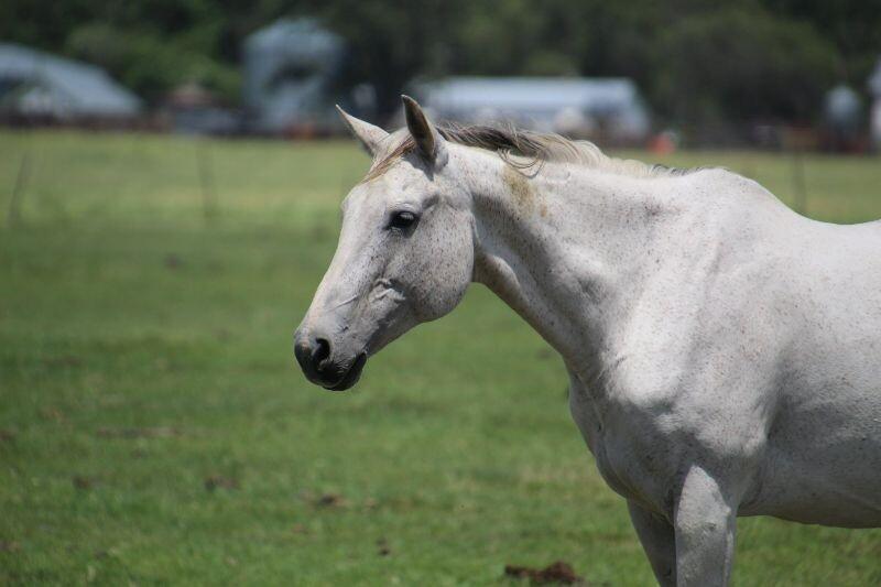 Lacey, Adoptable, Senior Female Quarterhorse.