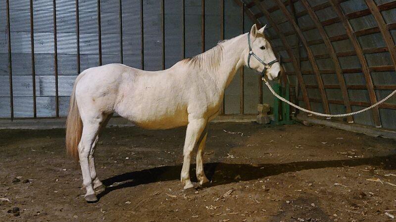 Enlarge Lacey, a Adoptable Quarterhorse in Scotland, SD image 2/6