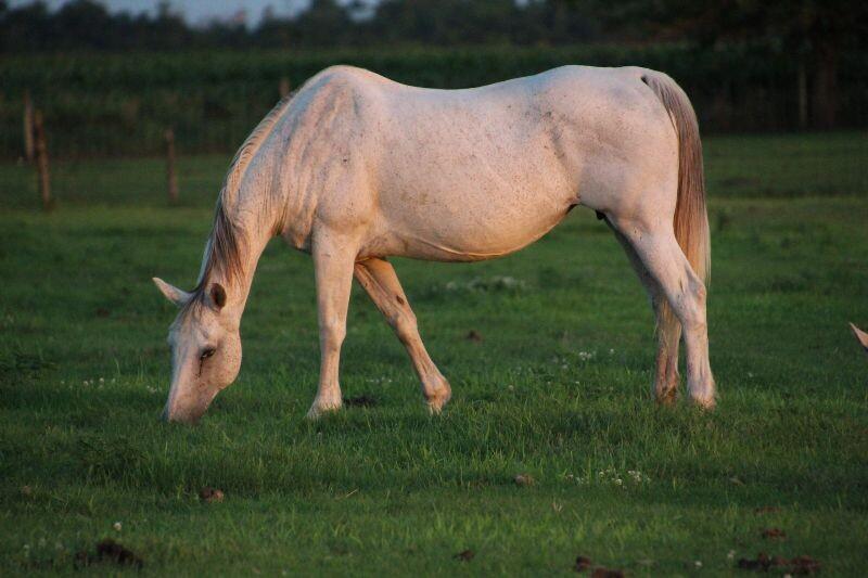 Enlarge Lacey, a Adoptable Quarterhorse in Scotland, SD image 3/6