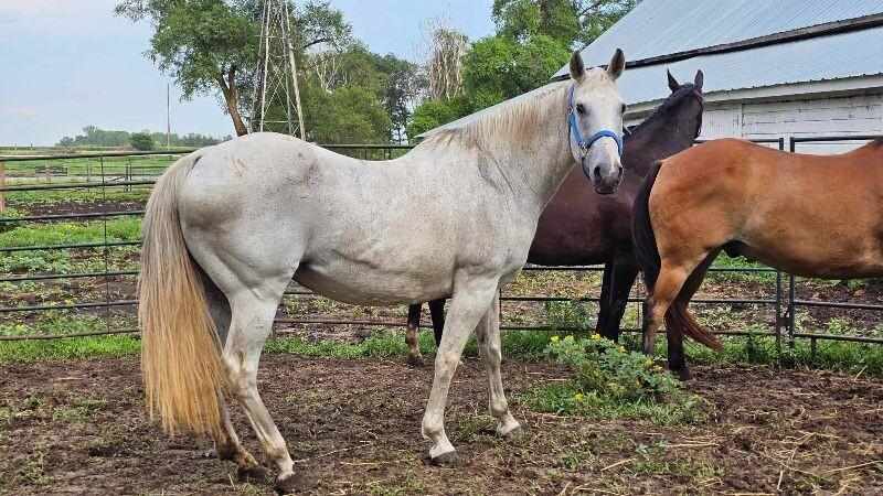 Enlarge Lacey, a Adoptable Quarterhorse in Scotland, SD image 4/6