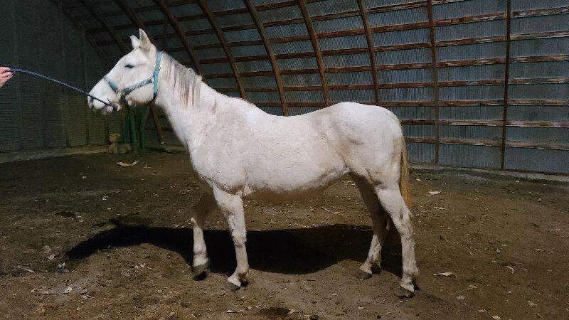 Enlarge Lacey, a Adoptable Quarterhorse in Scotland, SD image 5/6