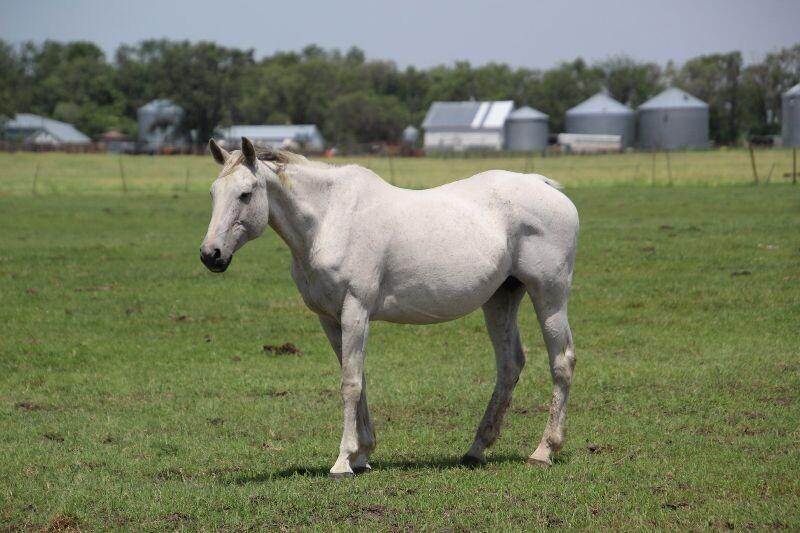 Enlarge Lacey, a Adoptable Quarterhorse in Scotland, SD image 6/6