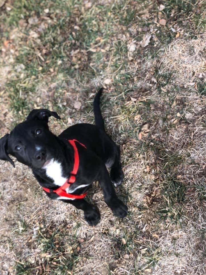 Zeus, Adopted, Puppy Male Pit Bull Terrier.