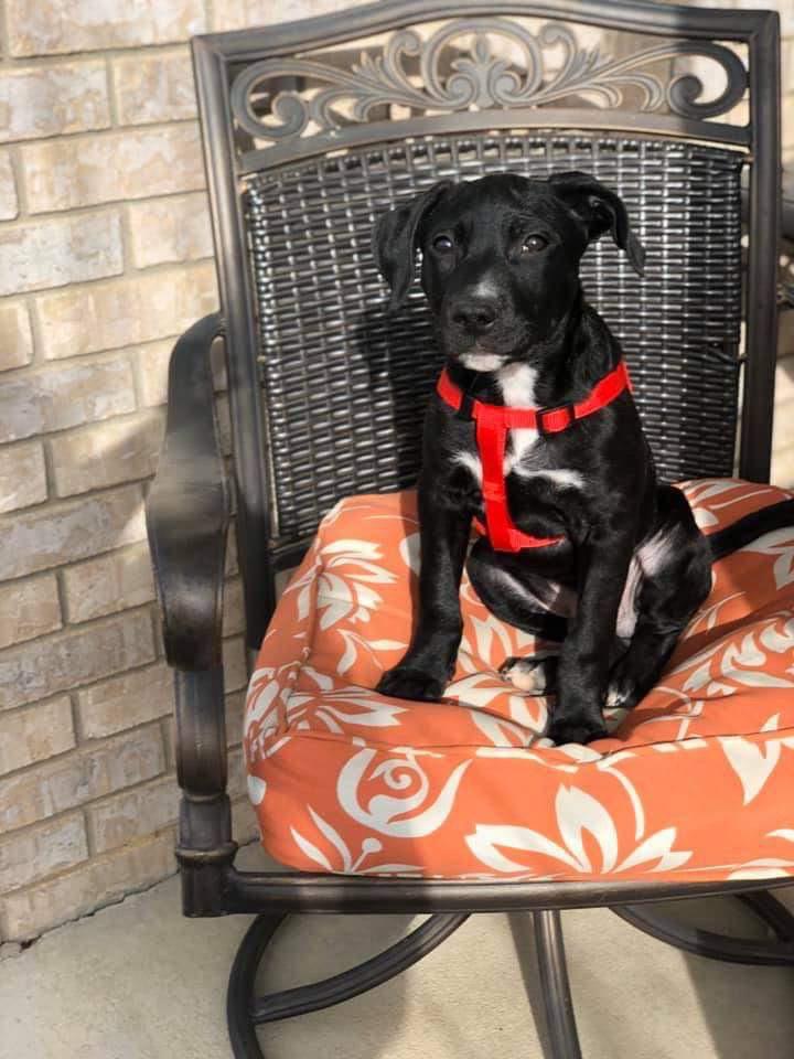 Zeus, a Adopted mixed breed in Dolores, CO image 2/2