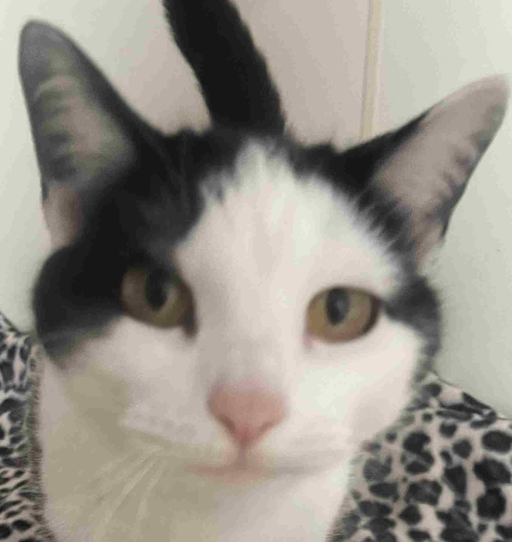 Enlarge Morticia Bean, a ADOPTABLE Domestic Short Hair in New Castle, IN image 1/1