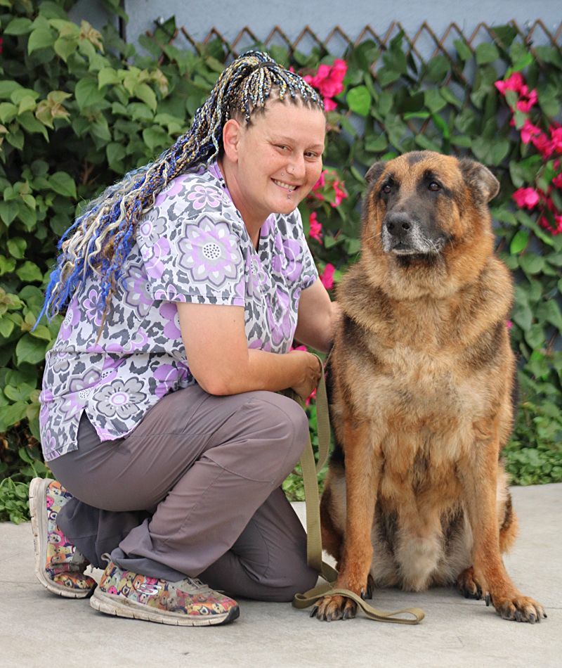 Bronx von Brome", a Adoptable German Shepherd Dog in Los Angeles, CA image 1/9