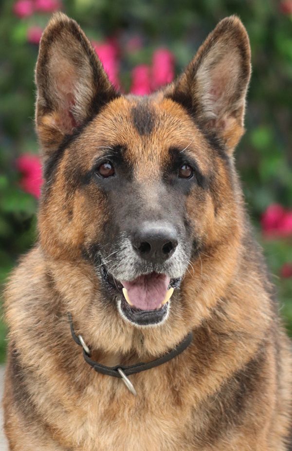 Bronx von Brome", a Adoptable German Shepherd Dog in Los Angeles, CA image 3/9