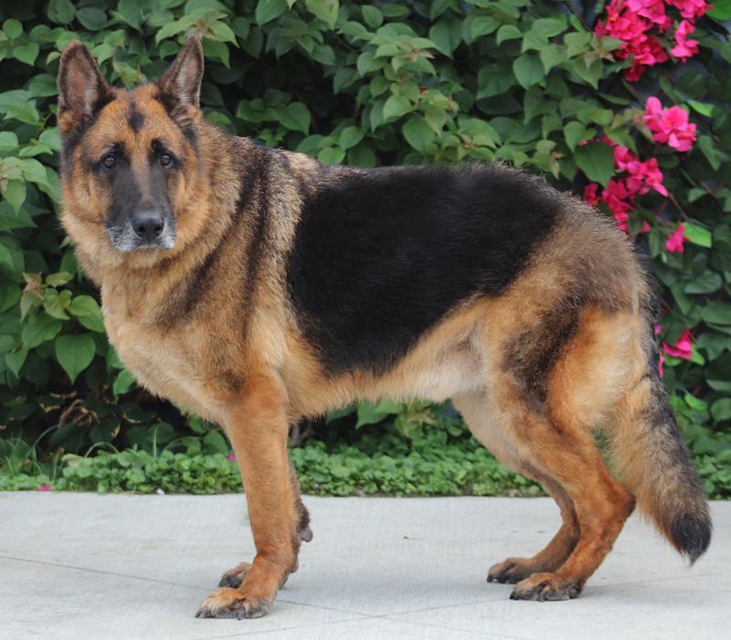 Bronx von Brome", a Adoptable German Shepherd Dog in Los Angeles, CA image 4/9