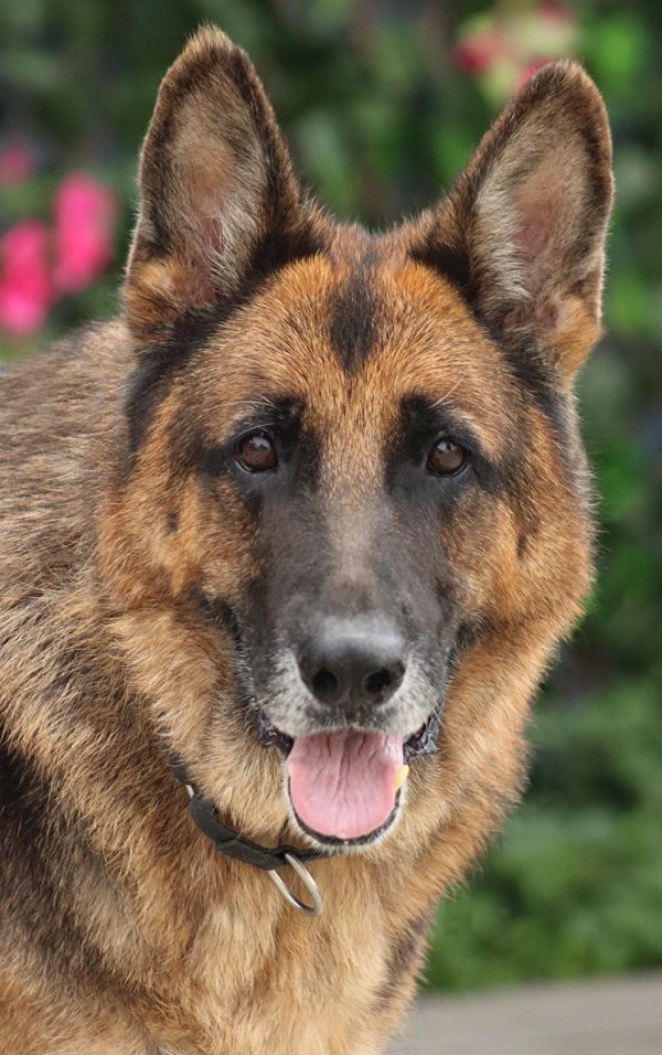 Bronx von Brome", a Adoptable German Shepherd Dog in Los Angeles, CA image 5/9