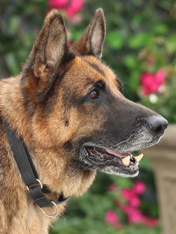 Bronx von Brome", a Adoptable German Shepherd Dog in Los Angeles, CA image 6/9