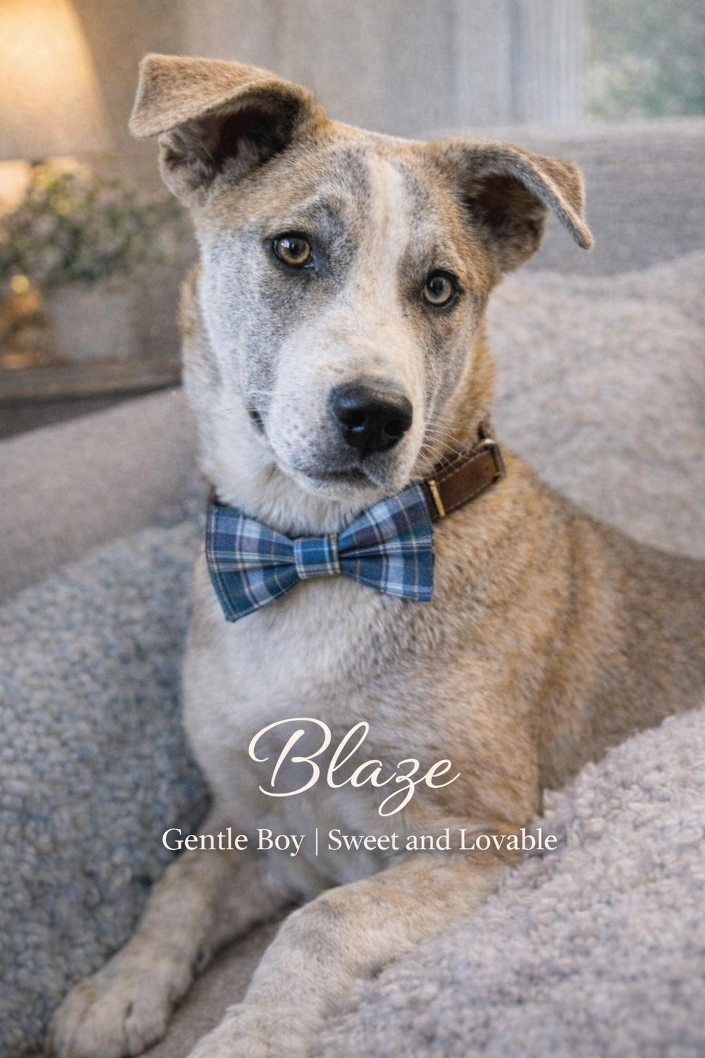 Enlarge Blaze, a ADOPTABLE Mixed Breed in Livingston, TX image 1/2