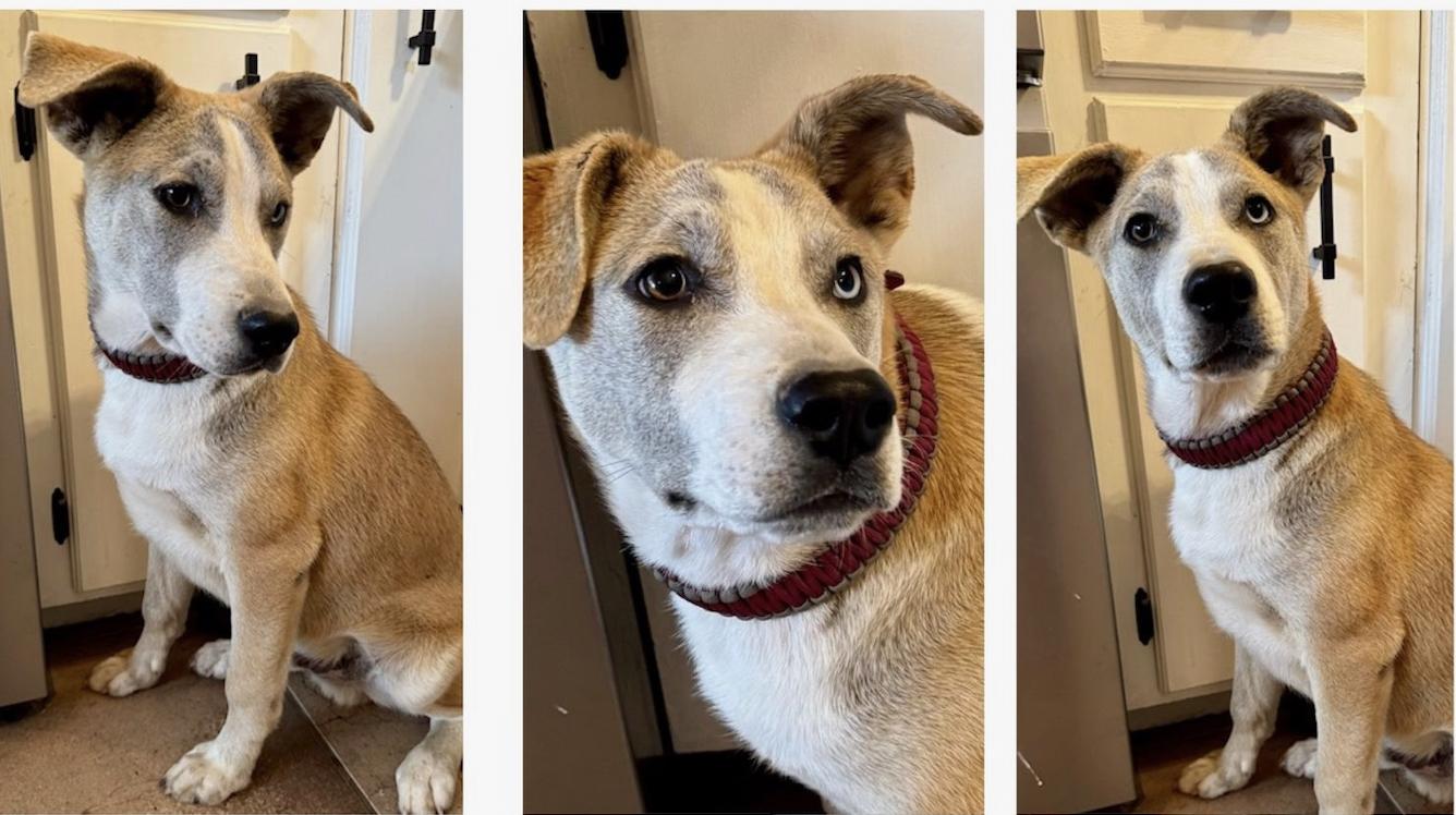 Blaze, ADOPTABLE, Young Male Mixed Breed.